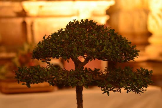 canva bonsai tree MADAa2lGQ1A