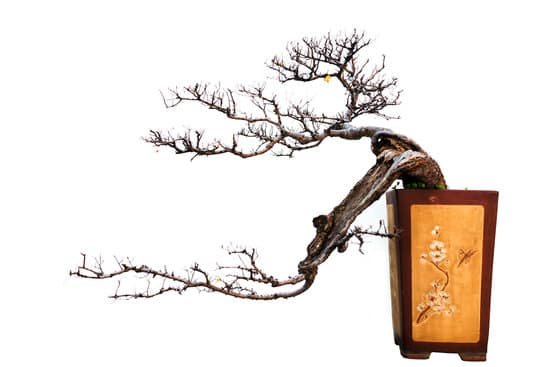 canva bonsai tree MADBQgN4B3g