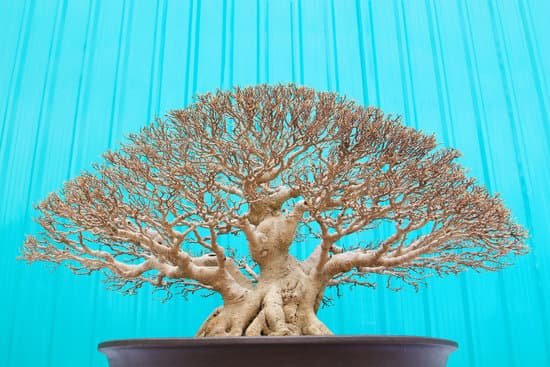 canva bonsai tree MADBeH1IfBI