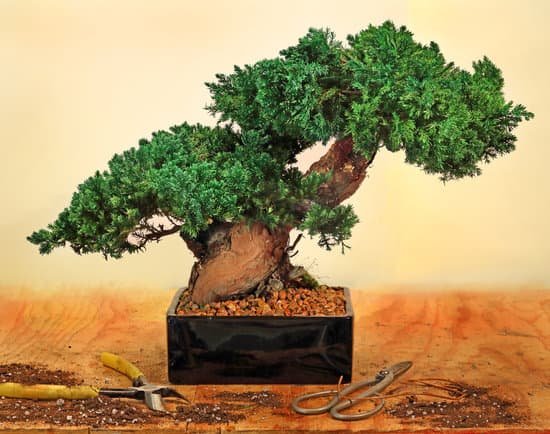 canva bonsai tree MADCSIKGOJ8