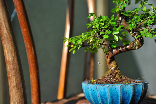 canva bonsai tree MADFuE8E6tk