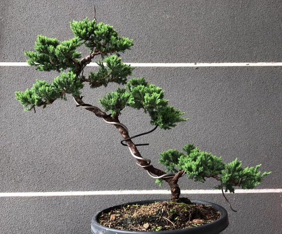 canva bonsai tree MADIPTLGYGA