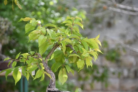 canva bonsai tree MAEE02 NeVQ