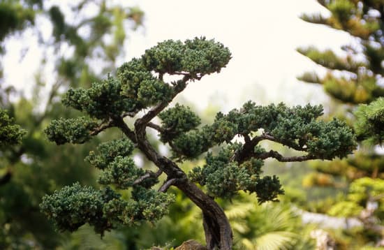 canva bonsai tree MAEEOTLz518