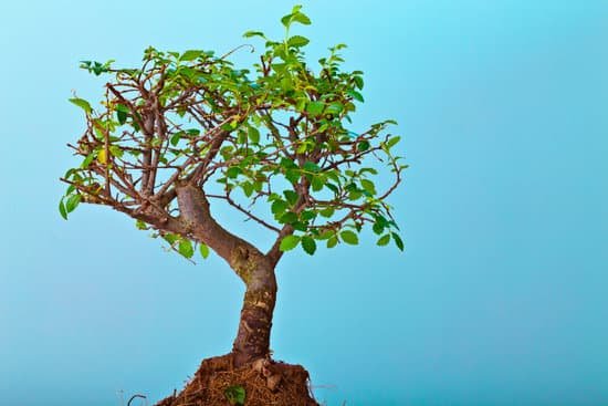 canva bonsai tree