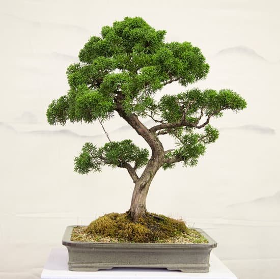 canva bonsai tree MAEEijtLRN0