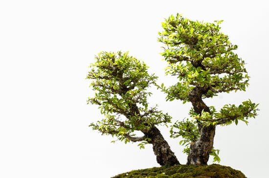 canva bonsai tree MAEFiSh3SA0