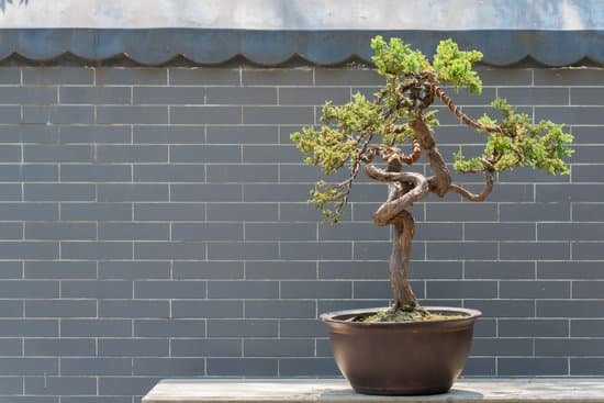canva bonsai tree against brick wall MAC1kKtkCzI