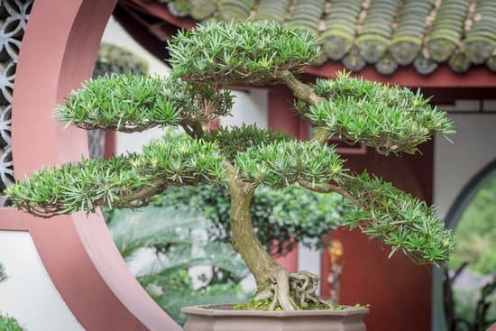 canva bonsai tree against chinese traditional building MAC jb1gVso