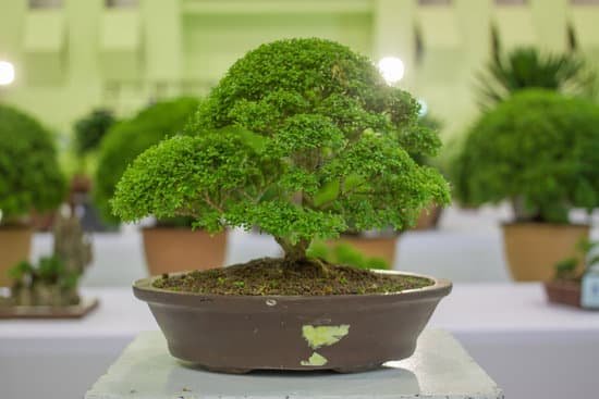 canva bonsai tree bonsai exhibition MADBU54ttMo