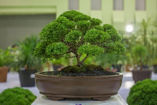 canva bonsai tree bonsai exhibition MADBhDFauSE