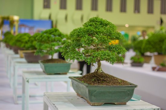 canva bonsai tree bonsai exhibition MADFY8IZEs8