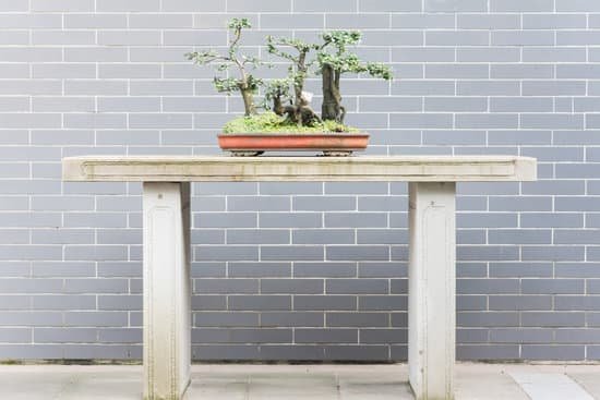 canva bonsai tree in a pot MACh7YUB7z0