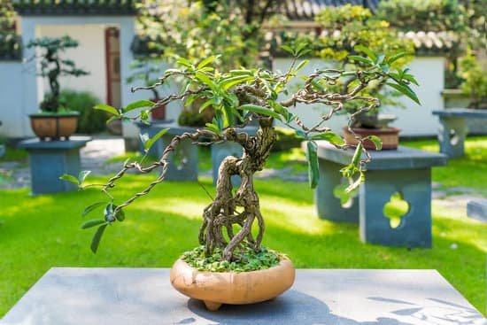 canva bonsai tree in a pot on a stone table in sunlight MACnvSnmoYQ