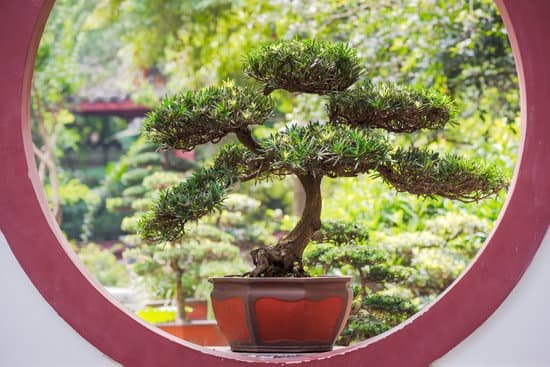 canva bonsai tree on a circular window MAC jaoMZdc