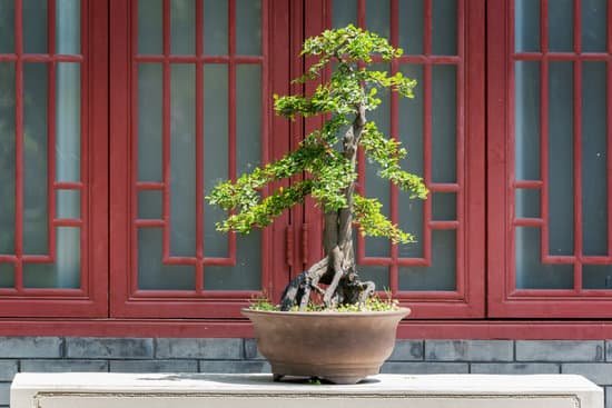 canva bonsai tree on a table against a red window MAC1kE3mm0I