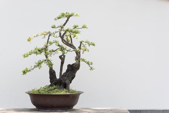 canva bonsai tree on a table against white wall MAC1kEcfGf4