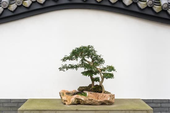 canva bonsai tree on a table against white wall MADEVhclSmM