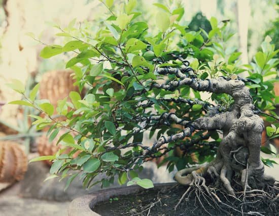 canva bonsai tree outdoors MAEJP6peGj8