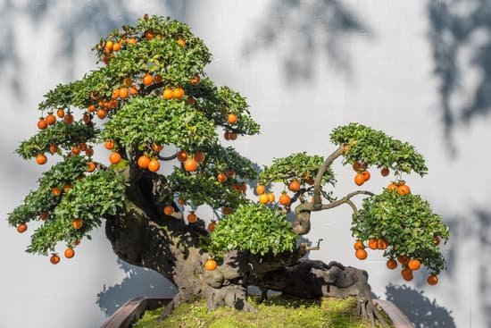 canva bonsai tree with orange fruits against white wall MAD2Ie DyzU