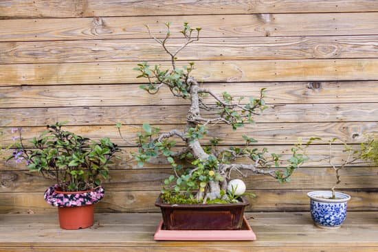 canva bonsai tree with pot plants on each side MACy1iceX1E