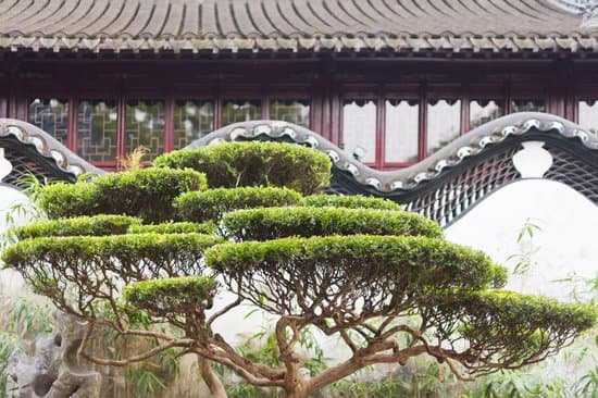 canva bonsai tree with traditional chinese wall and building MAChItwE6w4