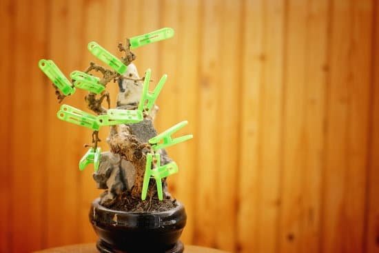 canva bonsai tree withered concept second life MAC1sJ6S2JA