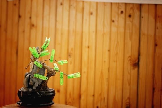 canva bonsai tree withered concept second life MAC1sMzWDLc