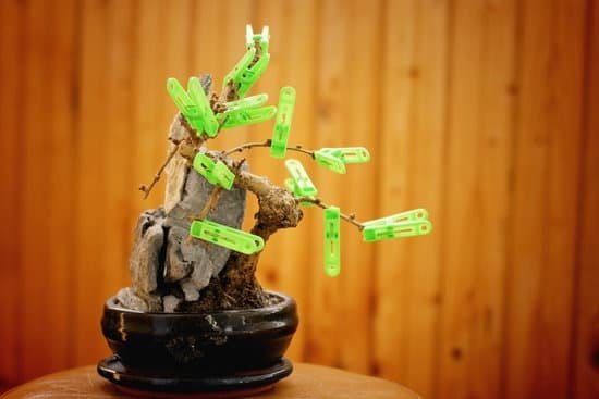 canva bonsai tree withered concept second life MAC2H6a6cbs