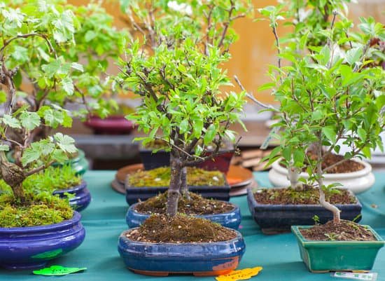 canva bonsai trees MABVXKTkWr4