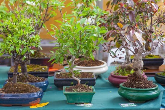 canva bonsai trees MABVXOj7lQI 1