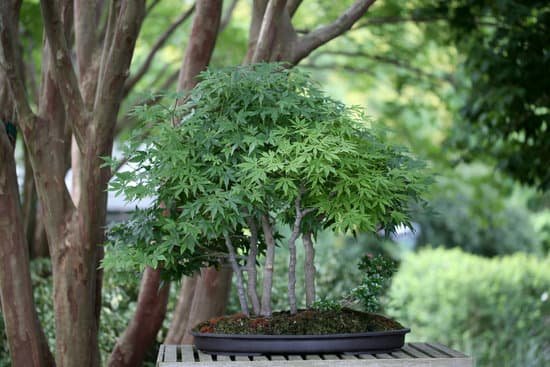 canva bonsai trees MAEEmFdcEp8