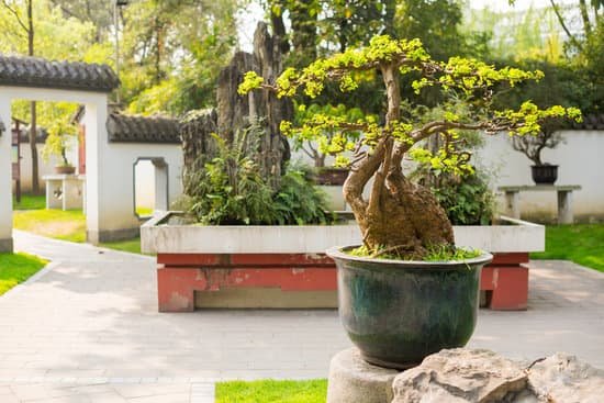 canva bonsai trees in a chengdu park