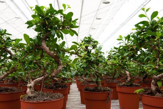 canva bonsai trees in greenhouse MACt JcIIRY