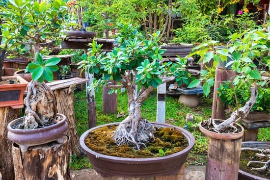 canva bonsai trees in old pots in oriental garden MAEE2MHzuYg