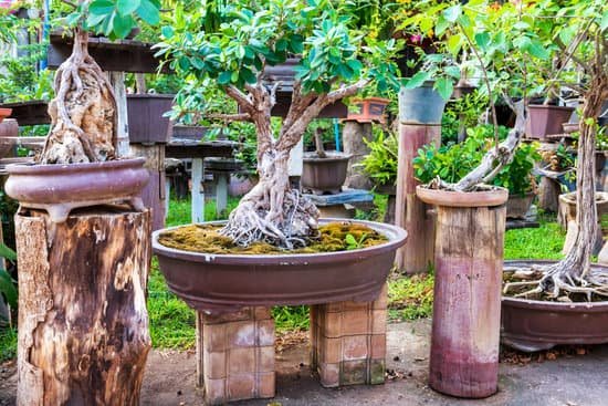 canva bonsai trees in old pots in oriental garden MAEE2OWtPlM
