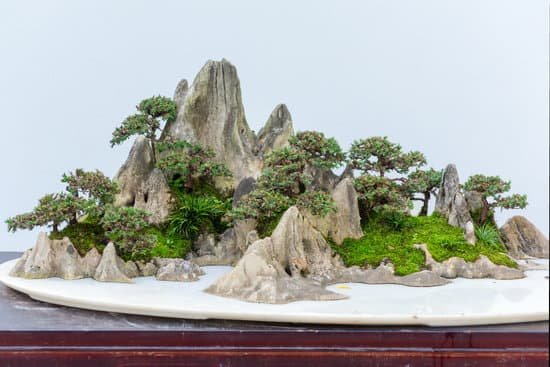 canva bonsai trees on a rock against white wall MACnh7bBBY4