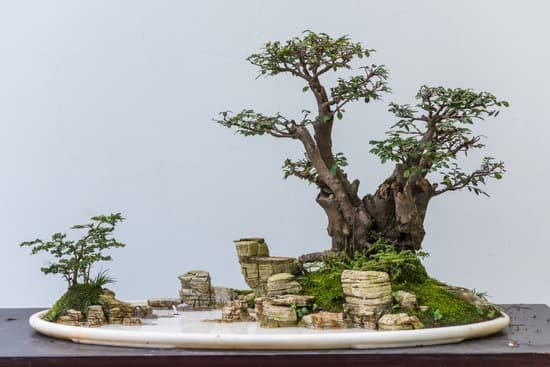 canva bonsai trees with rocks in a plate MAD2IXCuj5M
