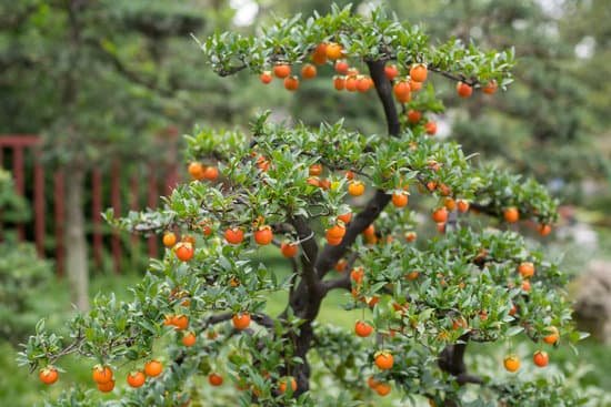 canva bonsai with orange fruits in a park MADEVua l1w