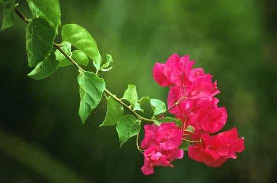 canva bougainvillea MAC72e89PK0