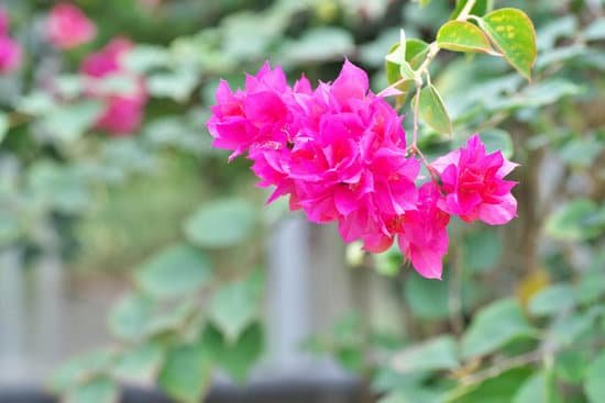 canva bougainvillea MADB0wCWvVs