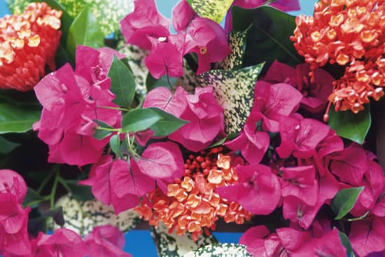 canva bougainvillea MADBC4f2DSs