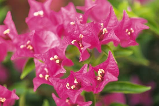 canva bougainvillea MADBC7ZNi0M