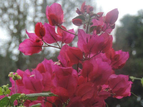 canva bougainvillea MADE vVsFM