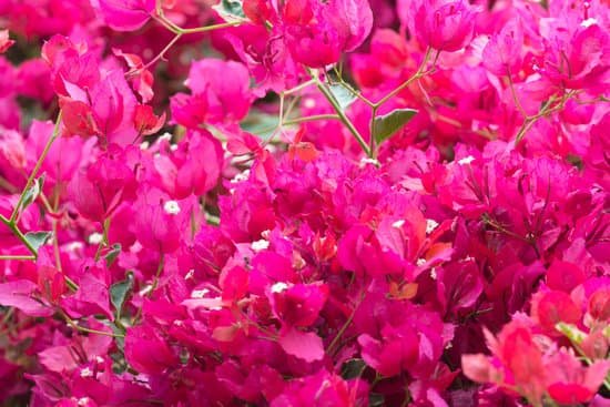 canva bougainvillea MAEE2acDf o