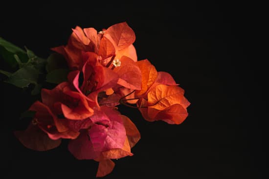 canva bougainvillea flower on a black background MAEaHe4Nb4E