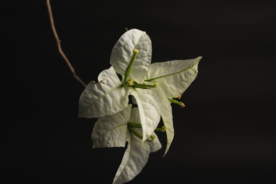 canva bougainvillea on a black background MAEaHUpJSYA