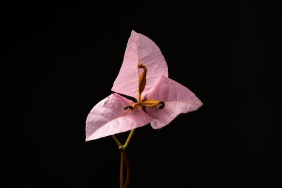 canva bougainvillea on a black background MAEaHa8Owm0