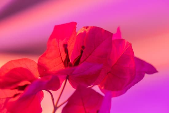 canva bougainvillea with colorful light leaks MAEfpUwtBSo