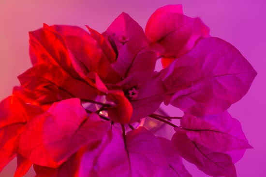 canva bougainvillea with purple filter MAEfpcg24uU